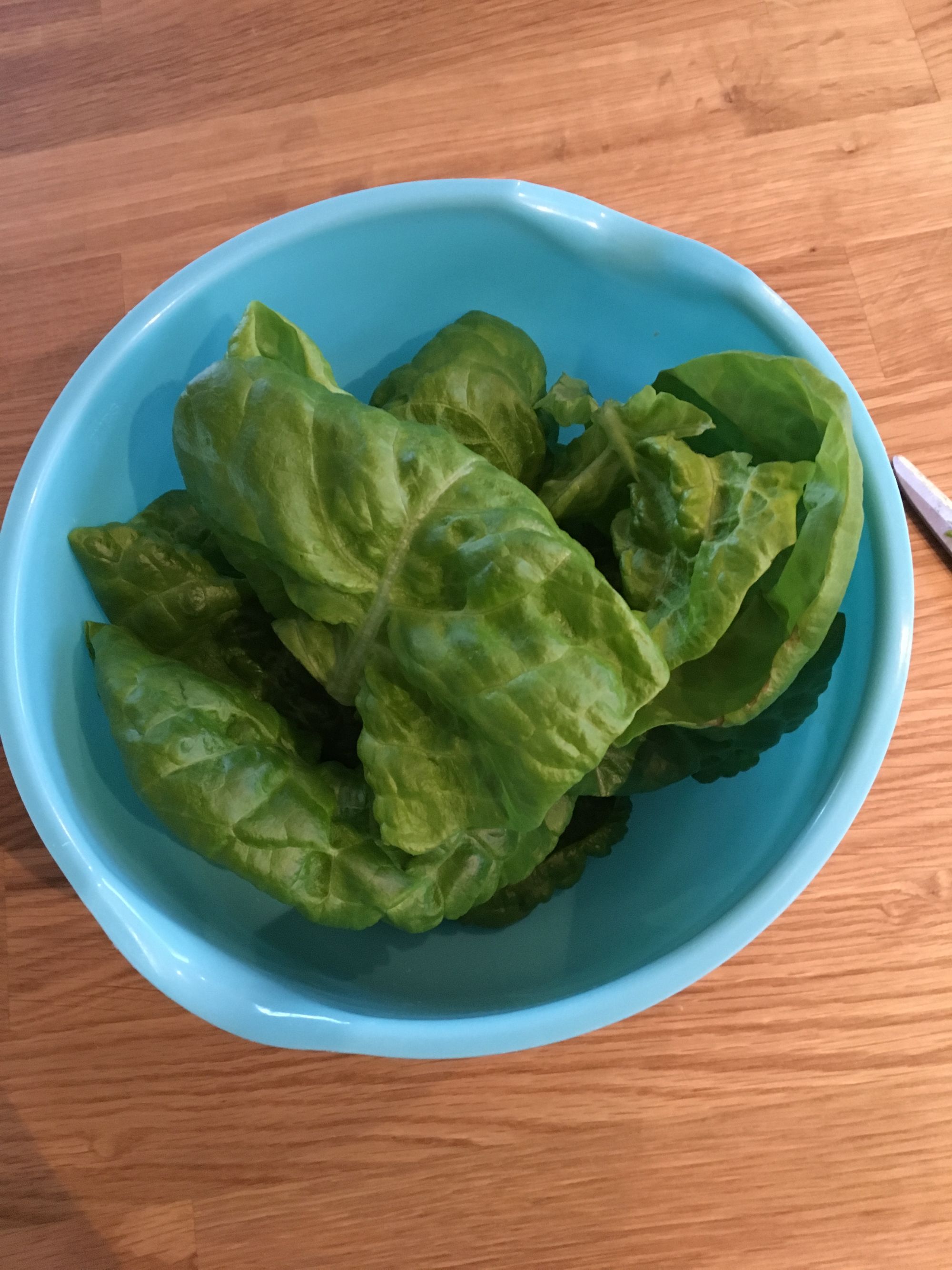 first-lettuce-1